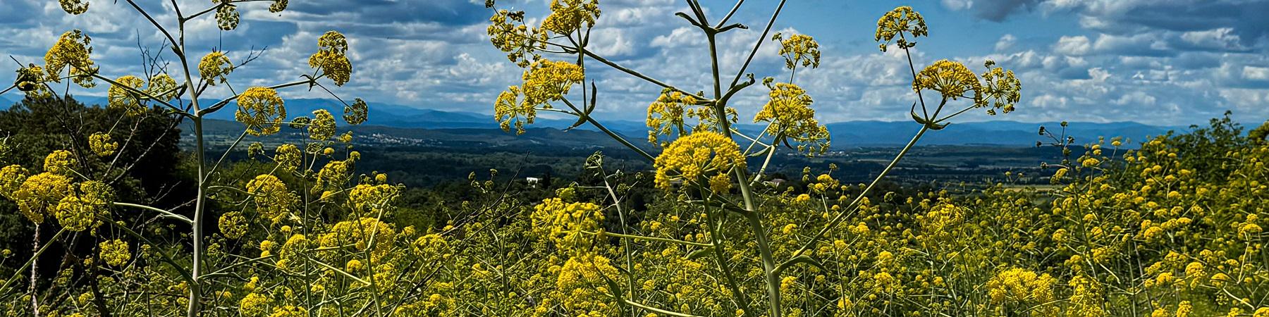 Balade with a view au gardon les fleurs sauvage uzessentiel