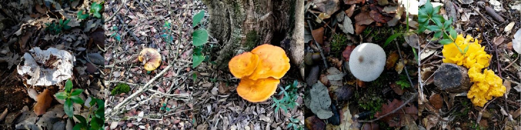 Les champignons des sous-bois gardois