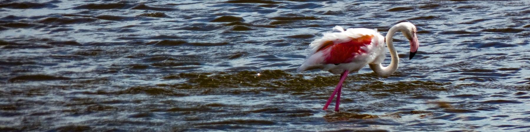 Flamand rose à la plage de l'Espiguette...