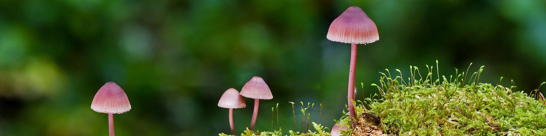 22e salon du champignon à Saint-Jean-du-Gard