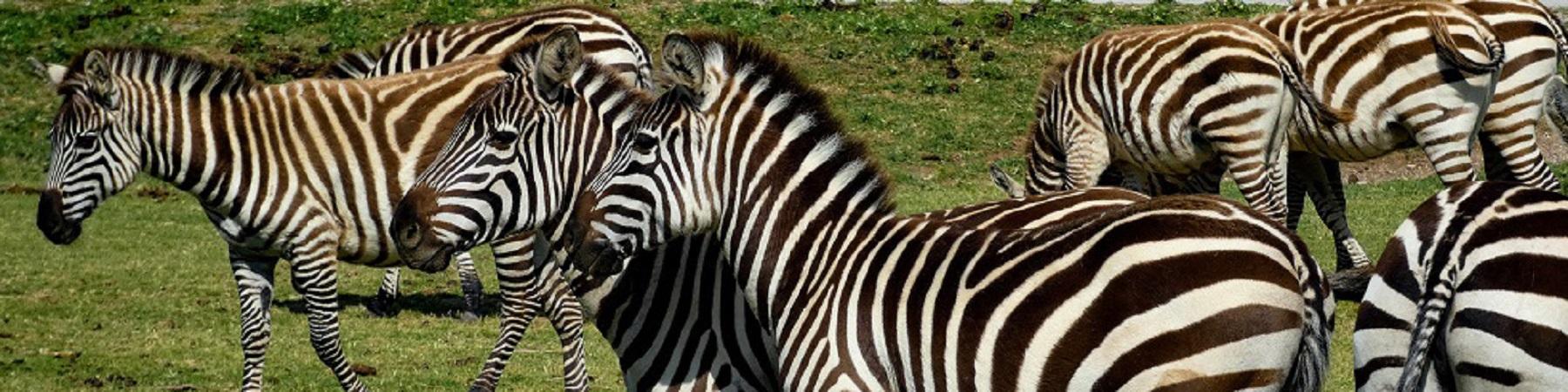 Virée à la Réserve africaine de Sigean... en un clic !