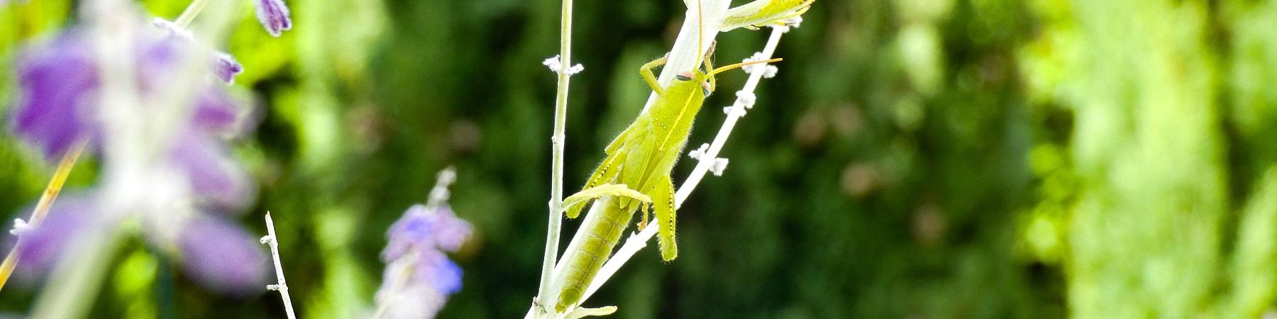 Sauterelle gardoise...