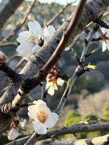 Cerisiers en fleurs corine meyer img 4949