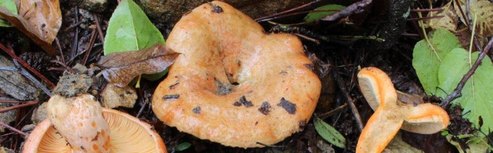 Le top 5 des champignons comestibles selon la mycologue Véronique Cloutier