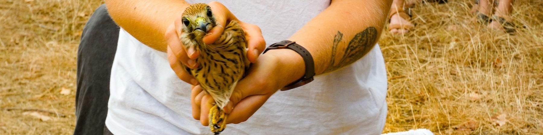 Lâcher d'oiseaux soignés par l'association Goupil connexion au Monastère de Solan