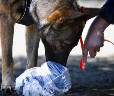 Dog's Compagnie, Perrine Vuche